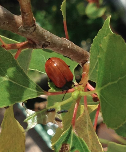 Crisomela del pioppo (C. populi)